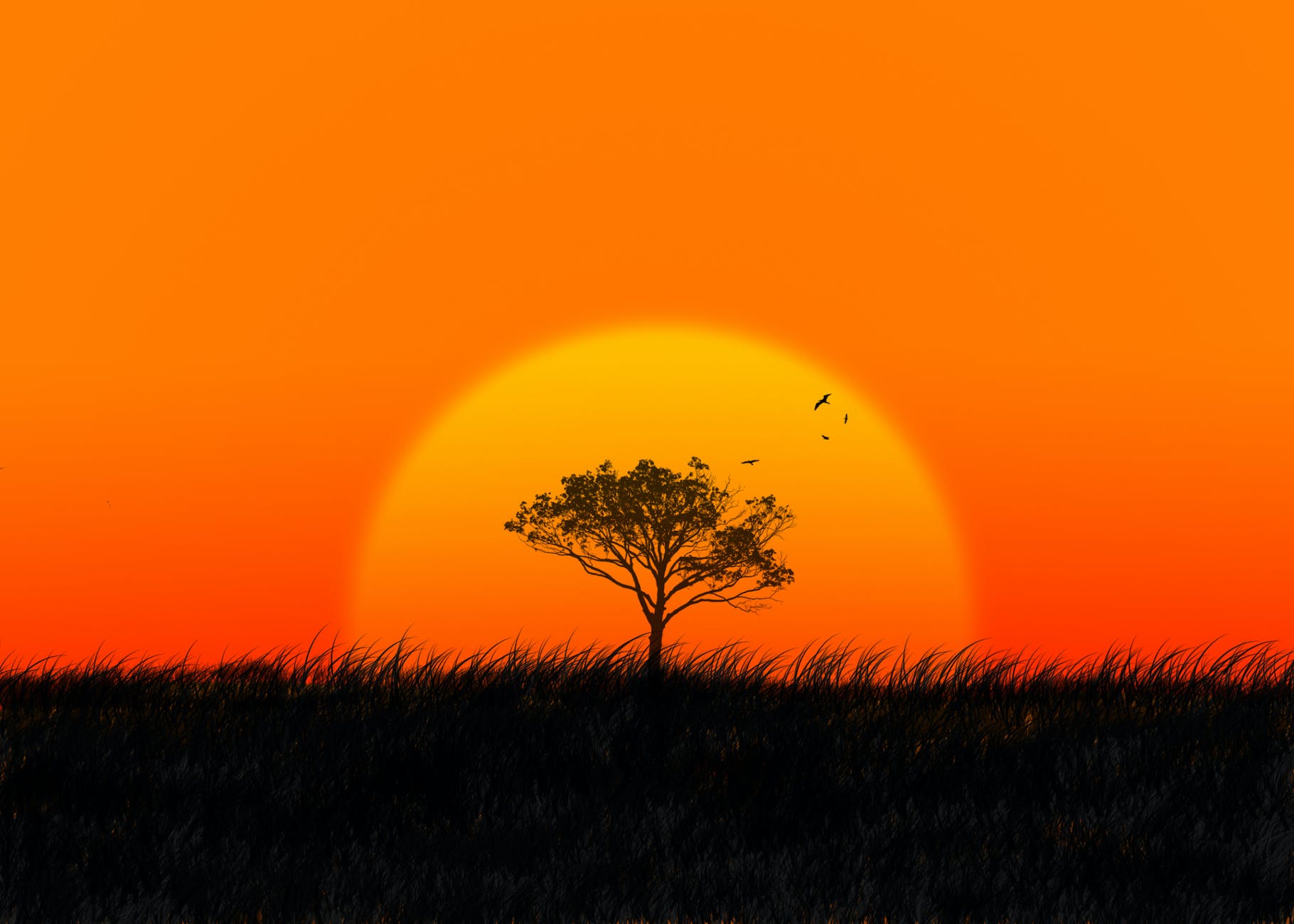 silhouette of tree and flying birds against setting sun